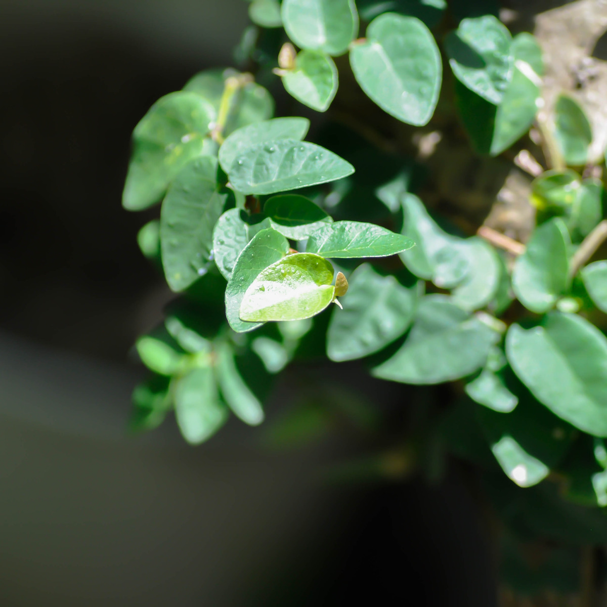 観葉植物】フィカス・シャングリラ(蔓性ガジュマル)の育て方、特徴、生息域、花言葉などを紹介！ - ネペ吉のブログ-観葉植物-